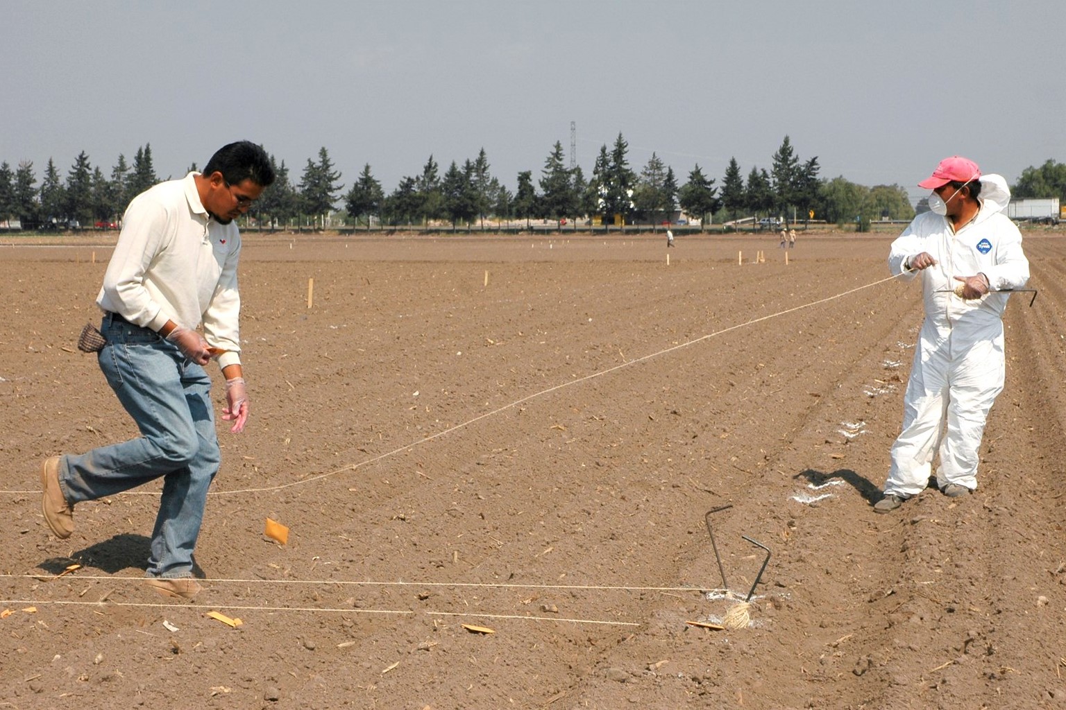 Laying out wheat trials for planting. Credit: CIMMYT