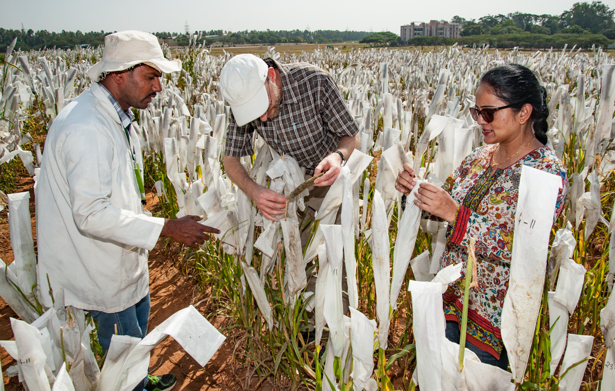  ICRISAT pearl millet for a changing climate – Michael Major/Global Crop Diversity Trust