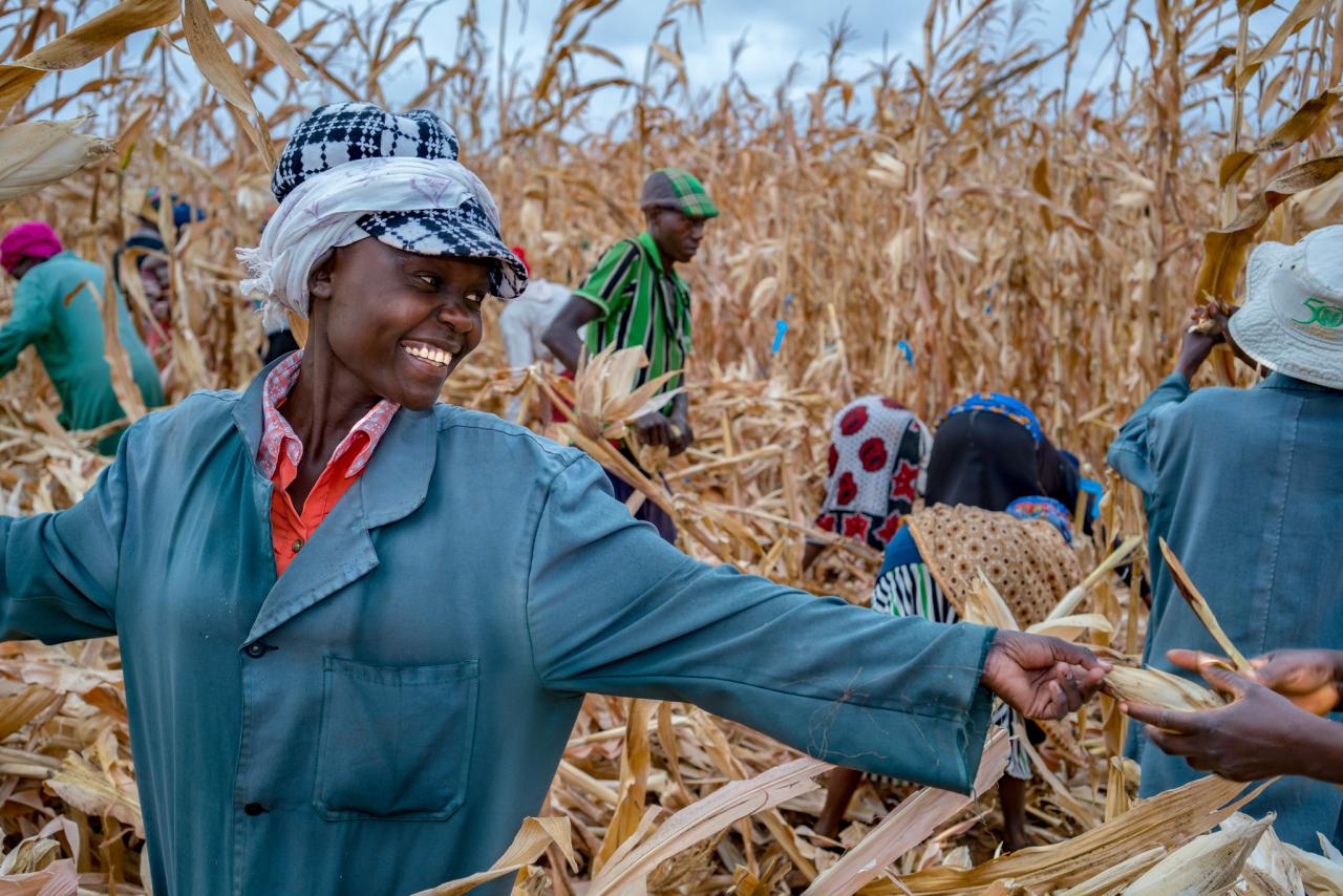 What Are The Best Practices For Modern Breeding? CGIAR-EiB Coalition ...