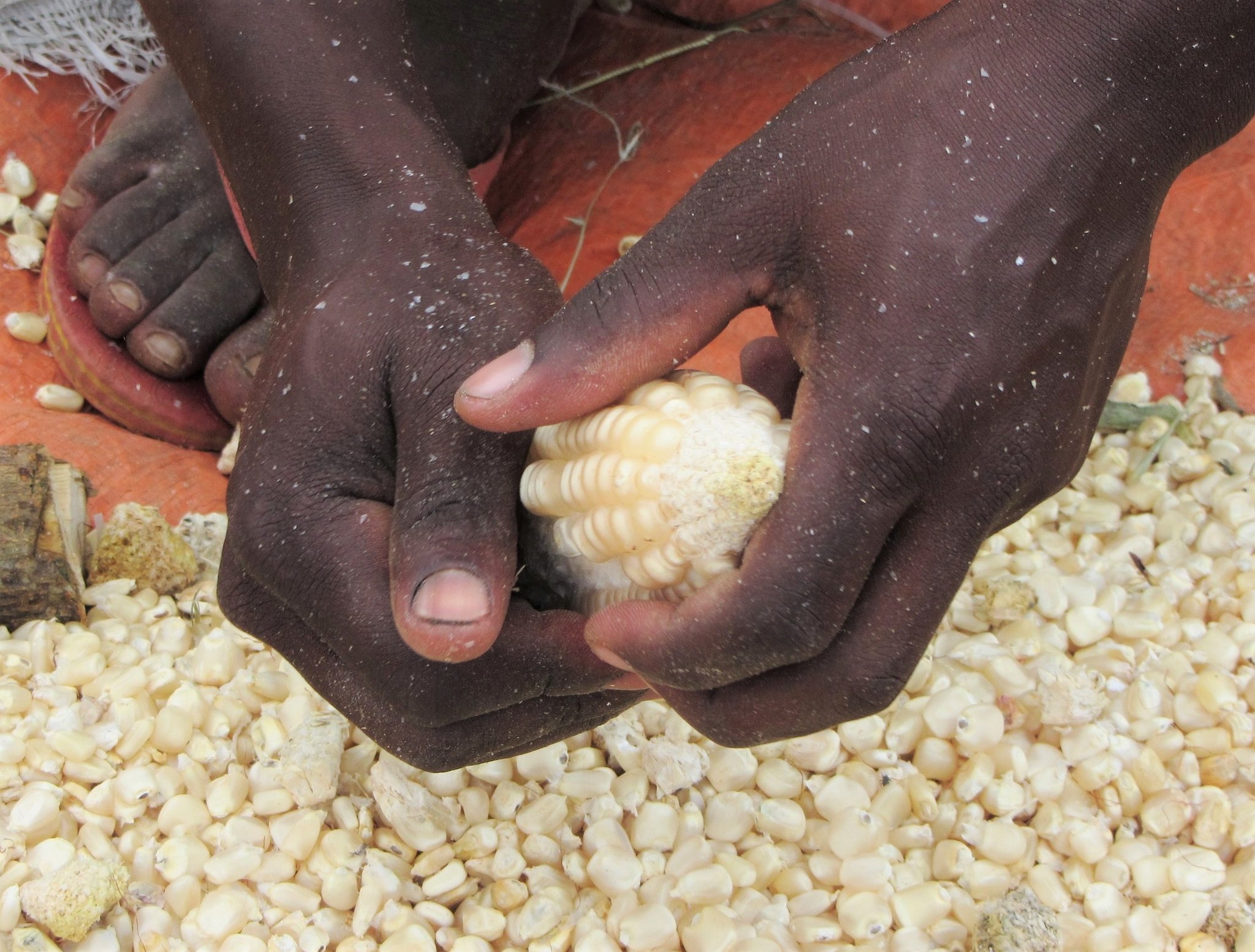 improved-maize-to-boost-yields-in-nitrogen-starved-african-soils