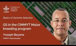 Embedded thumbnail for Genomic Selection 6. The CIMMYT Maize Breeding Program
