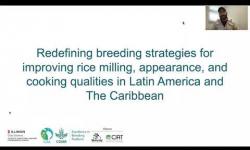 Embedded thumbnail for Characterization of rice quality traits to improve breeding for Latin America and the Caribbean