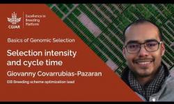 Embedded thumbnail for Basics of Genomic Selection 4. Selection Intensity and Cycle Time