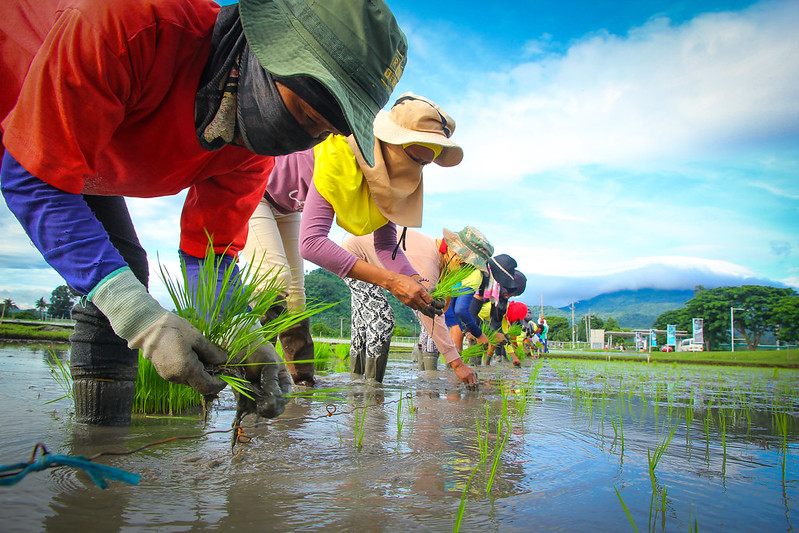 International Rice Research Institute (IRRI)