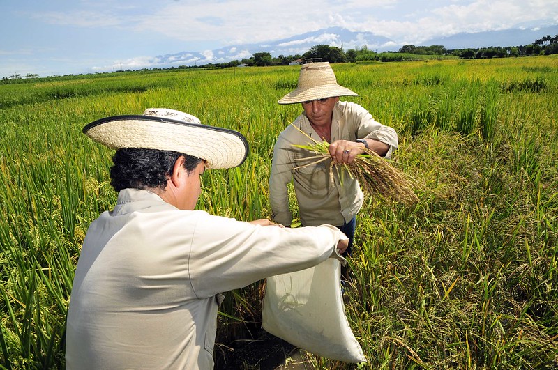 Biofortified rice by Neil Palmer (CIAT)
