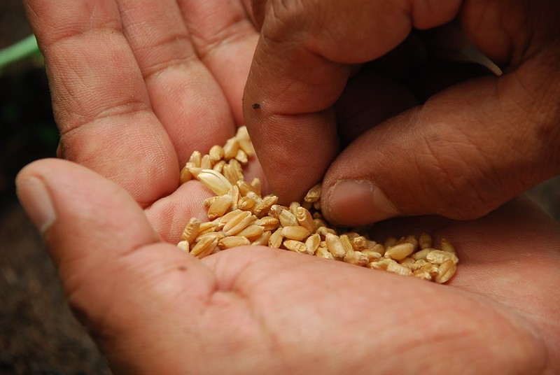 Photo credit: X. Fonseca/CIMMYT.