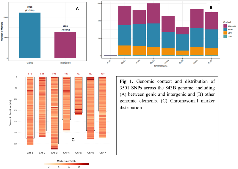 Fig 1. Genomic context and distribution of 3501 SNPs across the 843B genome, including (A) between genic and intergenic and (B) other genomic elements. (C) Chromosomal marker distribution 
