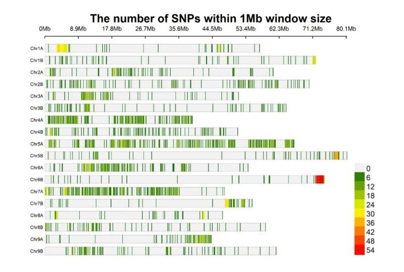 SNP distribution plot with 2606 SNPs on the finger millet genome